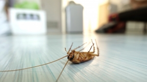 Find the ultimate treatment for cockroach infestation